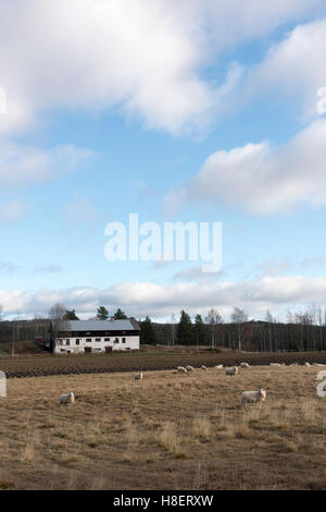 Moutons qui paissent dans un champ ouvert avec une ferme blanche et une forêt lointaine sous un ciel lumineux avec des nuages doux Banque D'Images