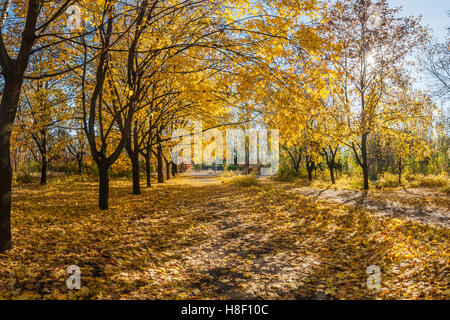 Beau parc avec allée des érables à l'automne Banque D'Images
