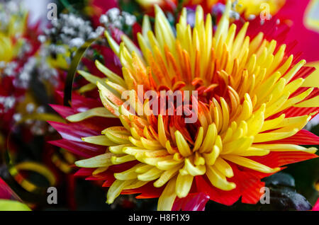 Ébourgeonnées chrysanthème jaune rouge rare afficher, trier Banque D'Images