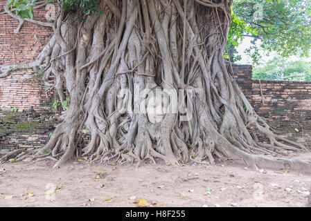 Tête de Bouddha statue dans les racines de l'arbre à Wat Mahathat temple, Ayutthaya, Thaïlande, ville ancienne. Banque D'Images