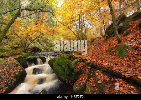 Wyming Brook à l'automne dans la ville de Sheffield, Peak District National Park, South Yorkshire, dans le nord de l'Angleterre UK Banque D'Images