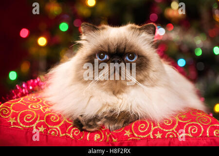 Persan Colourpoint mignon chat est couché sur un coussin rouge en face d'un arbre de Noël avec des lumières colorées bokeh Banque D'Images