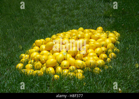 Citrons empilées sur une pelouse verte à la lumière du soleil Banque D'Images