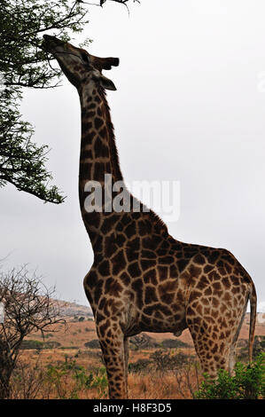 Safari en Afrique du Sud : une girafe nourrir à Hluhluwe Imfolozi Game Reserve, la plus ancienne réserve naturelle en Afrique depuis 1895 Banque D'Images
