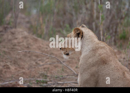 Lionne en garde Banque D'Images