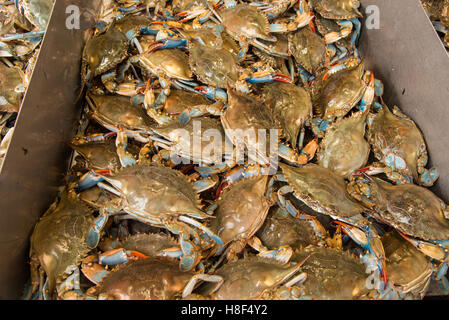 Les crabes frais boisseau griffe bleu Banque D'Images