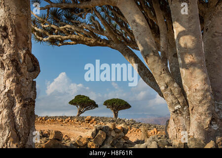 Sang de dragon, arbre dracaena cinnabari, sur une île de Socotra Banque D'Images