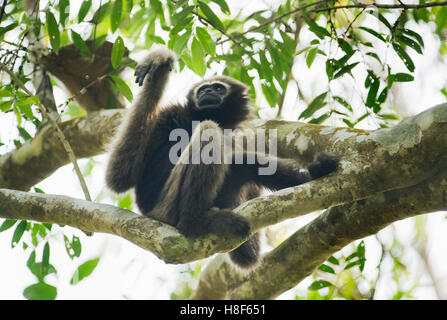 Gibbon Hoolock de l'Ouest (Hoolock hoolock) féminin, Gibbon Wildlife Sanctuary, Assam, Inde en voie de disparition Banque D'Images