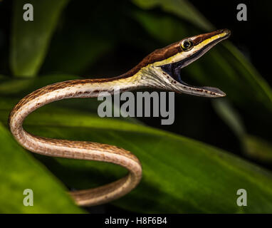 Oxybelis aeneus, communément connue sous le nom de serpent de vigne mexicaine ou brun, serpent de vigne est une espèce de serpents colubridae Banque D'Images