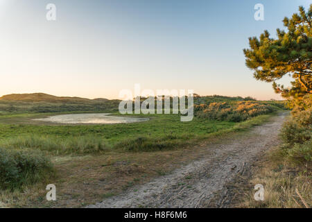 Soleil du matin sur le sapin près de la fosse ou de l'eau des lacs dans la vallée des dunes. Hollande du Nord, Pays-Bas réserve de dunes Banque D'Images