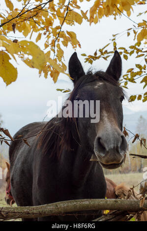 Cheval curieux dans la campagne Banque D'Images