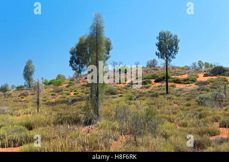 Les arbres de chêne du désert ou Allocasuarina decaisneana et la brosse de l'outback austrailian au centre rouge de territoire du nord Banque D'Images