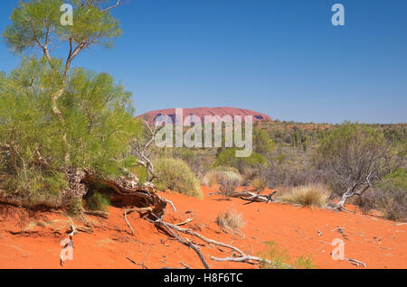 Aka Uluru Ayers Rock, monolithe entouré par la végétation dans le parc national d'Uluru Kata Tjuta d'Australie dans le territoire du nord Banque D'Images
