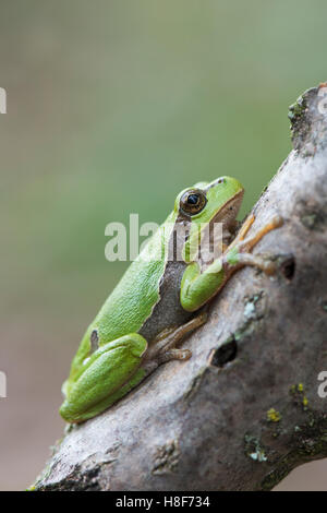 Hyla arborea) sur une branche, Rhénanie-Palatinat, Allemagne Banque D'Images