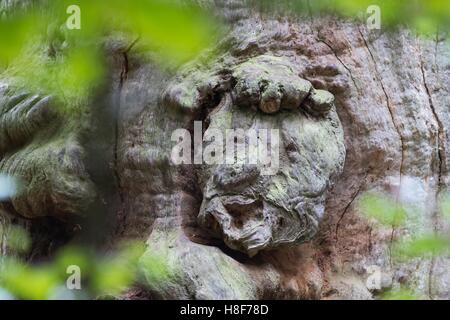 Gnarly face en tronc d'arbre noueux, 800 ans hêtre (Fagus sp.) arbre, forêt vierge Sababurg, Hesse, Allemagne Banque D'Images