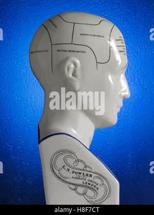 Modèle anatomique de la tête, étiqueté, fonctions du cerveau Banque D'Images