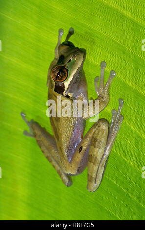 Smilisca phaeota rainette, Nicaragua Banque D'Images