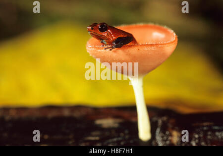 Strawberry-poison dart frog (dendrobates pumilio), dans une tasse (champignon écarlate Sarcoscypha sp.), le Nicaragua Banque D'Images