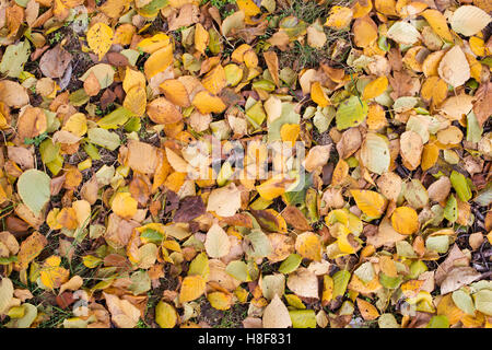 Le Betula utilis jacquemontii. Feuilles mortes du bouleau de l'Himalaya de l'Ouest Banque D'Images