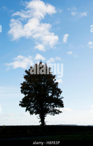 Arbre Silhouette contre un bleu ciel nuageux. UK Banque D'Images