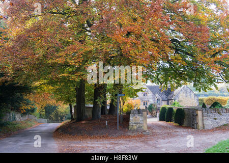 Les hêtres automne par l'entrée d'un Temple Guiting Manor dans l', Cotswolds, Gloucestershire, Angleterre Banque D'Images