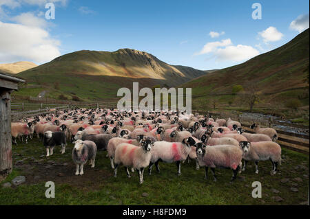 Moutons dans un enclos de moutons, recueillies dans les montagnes de Lake District, Cumbria, Royaume-Uni. Banque D'Images