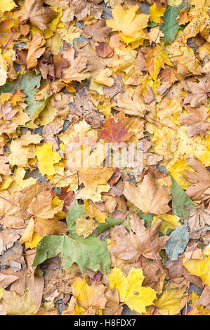 Arrière-plan de feuilles d'automne tombée sur le terrain Banque D'Images