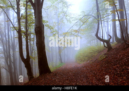 Brouillard mystique forêt de hêtres sur la colline. Karpaty, Ukraine Banque D'Images