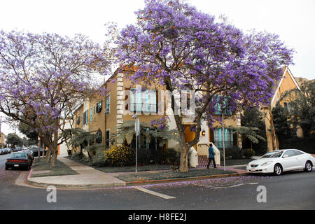 Très belles fleurs violettes Jacaranda dynamique faire scène de rue . Banque D'Images