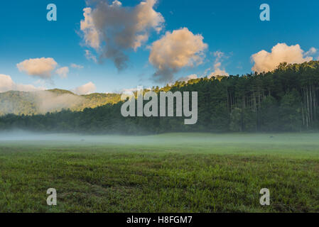 Le pâturage dans Elk Valley brouillard que la lumière du soleil Tops les arbres sur un matin d'été Banque D'Images