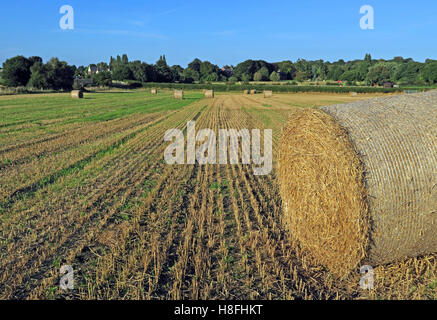 La fin de l'été, bottes de foin dans un champ, Moore, Warrington, Cheshire, England, UK Banque D'Images