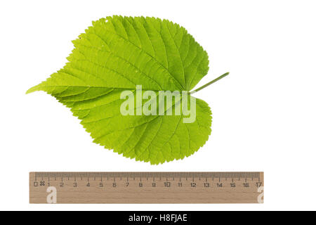 Sommer-Linde, Sommerlinde, Linde, Tilia platyphyllos, Tilia grandifolia, lime à grandes feuilles, tilleul à feuilles larges, largeleaf linden, Banque D'Images