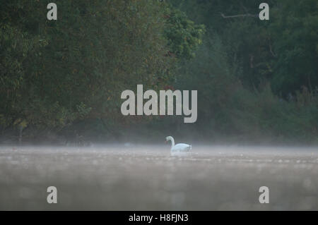 Cygne tuberculé Cygnus olor sur un lac tranquille à l'aube, Essex, octobre Banque D'Images