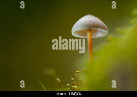 Saffrondrop Bonnet Mycena crocata couverts de mousse de plus en plus de sol forestier, Essex, octobre Banque D'Images