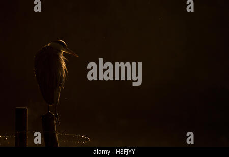 Héron cendré Ardea cinerea rétro portrait par le soleil levant, Essex, octobre Banque D'Images