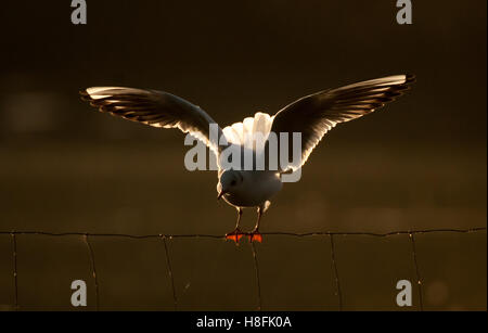 Chroicocephalus ridibundus Mouette noir en équilibre sur le fil au bord du lac, rétroéclairé, Essex, octobre Banque D'Images