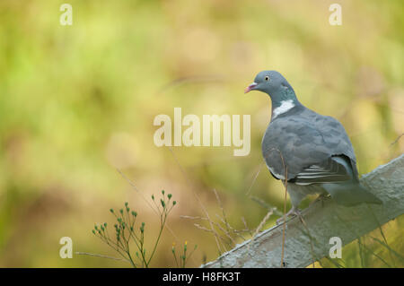 Ramier Columba palumbus perché sur la main courante parmi la végétation de prairie, Essex, Septembre Banque D'Images