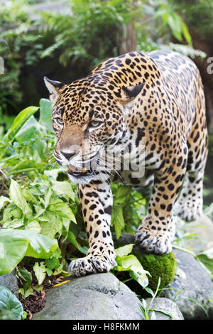 Chasse Jaguar au Costa Rica Banque D'Images