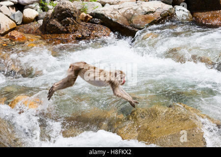 Jigokudani Monkey Park, Yudanaka, au Japon. Un adulte macaque japonais (Macaca fuscata) bondit à travers une rivière. Banque D'Images