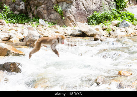 Jigokudani Monkey Park, Yudanaka, au Japon. Un adulte macaque japonais (Macaca fuscata) bondit à travers une rivière. Banque D'Images