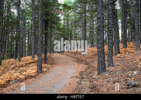 Les jeunes adultes non reconnu en train de marcher dans un chemin forestier au cours de l'automne saison à montagnes Troodos à Chypre. Banque D'Images