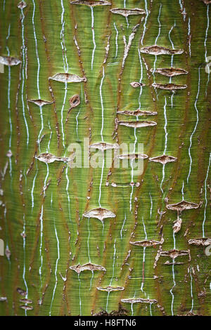 Davids, Érable Érable Écorce Snake ( Acer davidii) Banque D'Images