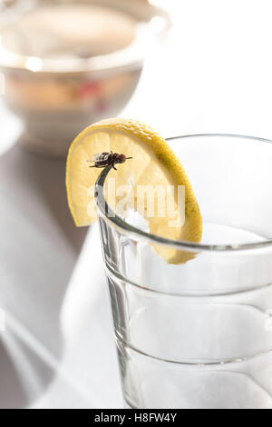 Verre avec citron et voler sur le rebord du verre Banque D'Images
