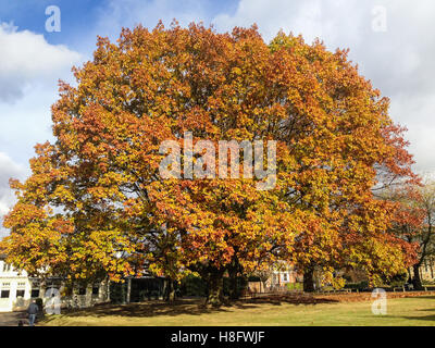 Grand Large sycomore en automne, l'hiver au soleil avec les feuilles rouges et or de l'automne. l'arbre est à Sevenoaks, Kent, Banque D'Images