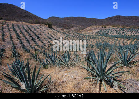 Champ pour produire des plantes Maguey mezcal, Mexique Banque D'Images