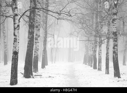 Brouillard d'hiver dans la forêt de bouleaux blancs et noirs Banque D'Images