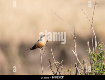 Red-breasted swallow sur un perchoir dans le Serengeti Banque D'Images