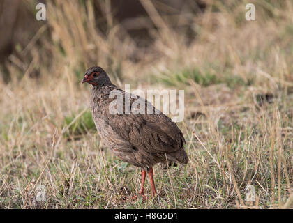 Francolin à bec rouge red-necked dans le Serengeti Banque D'Images