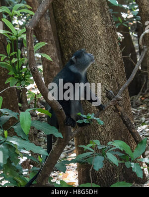 Diadem ou bleu singe dans les arbres au bord du lac de Myanara, Tanzania Banque D'Images