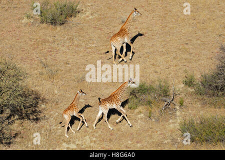 Vue aérienne de l'exécution des girafes (Giraffa camelopardalis), Afrique du Sud Banque D'Images